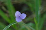 Spiderwort